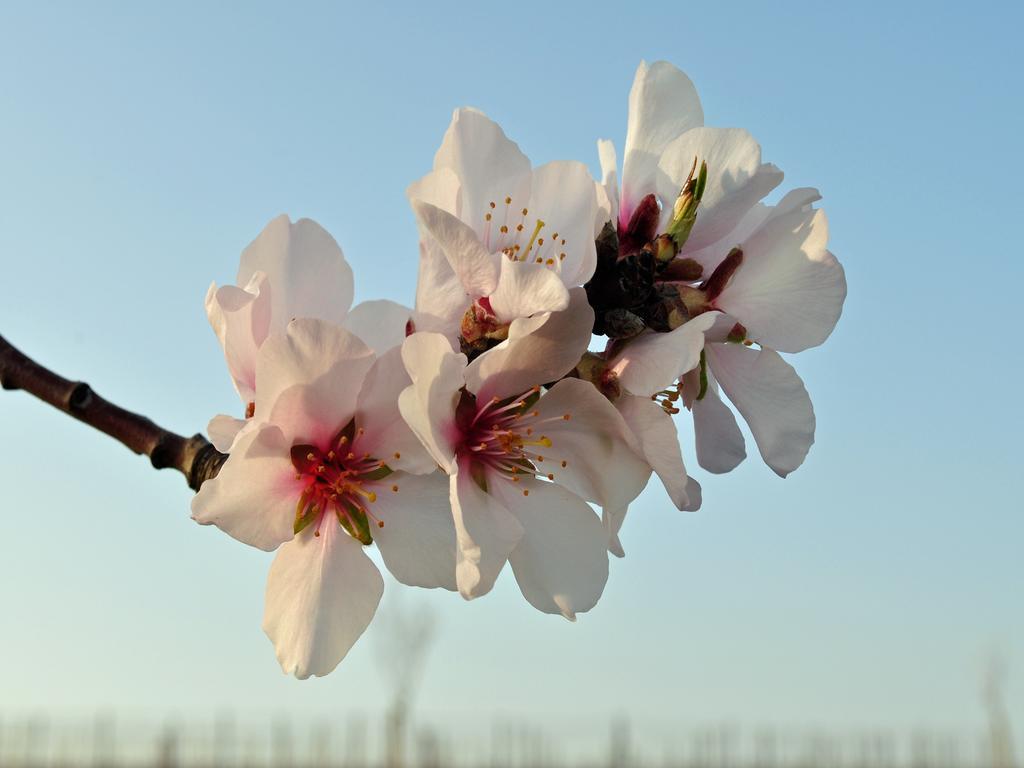 Hofgarten Rosa Ilbesheim bei Landau in der Pfalz Bagian luar foto